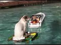 Dog Surf Skurfer Foam Hydrofoil for Small Chihuahua Dog