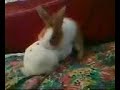 My 2 Cute Gay Rabbits Humping Each Other My 2 Cute Gay Rabbits Humping Each Other
