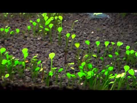how to plant a four leaf clover