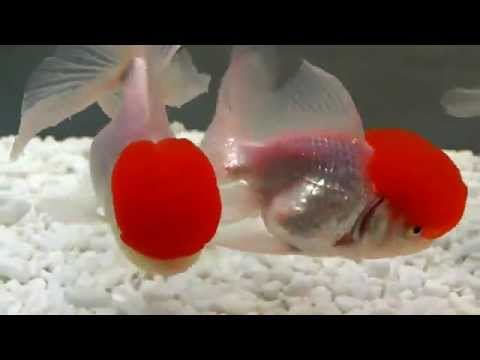 how to take care of a red ryukin goldfish