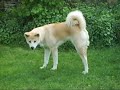 2 adopted foxes and the 'stepmom' dog