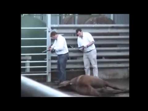 horses grand national horses grand national