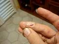 Bar Work Wounds