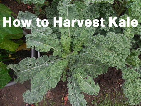 how to harvest kale