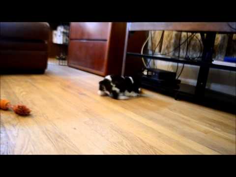Bentley AKC Male Chocolate Roan Cocker Spaniel Puppy for sale