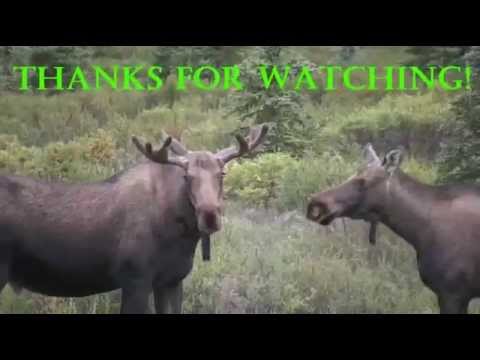 briczar22 - SEARCHING FOR WILDLIFE...: Safari Alaska 4. The excitement of filming wildlife is that you just never know what you are going to get on video. Sometimes it's...