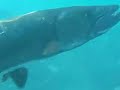 Barracuda eyeing me near Cozumel Orthodontia