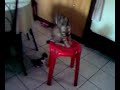 cats playtime cats playtime