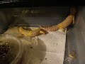 Geckos breeding