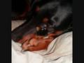 liz und balou 2_0001.wmv