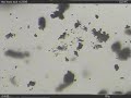 theophylline monohydrate HSM