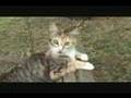 Raspy loves to Swinga ,Cab Calloway,Al Jolson