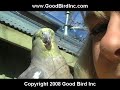 cockatiel preens hair and eyelashes cockatiel preens hair and eyelashes