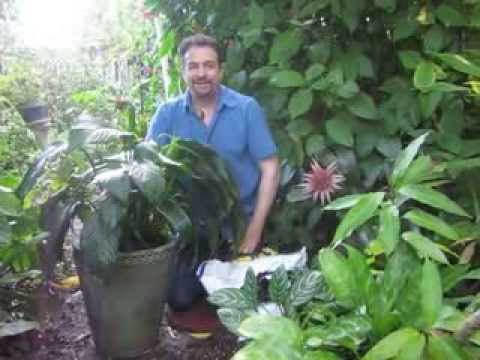 how to replant houseplants