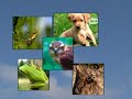 Fauna i Flora Alfabet Ekologiczny 6