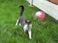 When Cats Attack When Cats Attack
