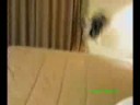 Funny Cats Compilation - New Videos