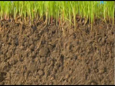 how to fertilize existing lawn
