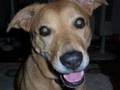 videos de Lucky