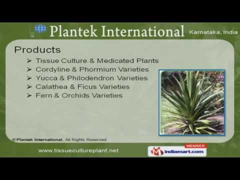 how to transplant a bird's nest fern