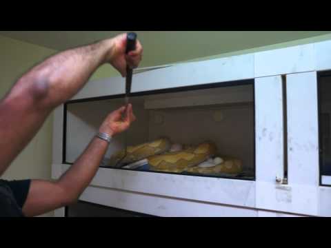 YouTube reptile video