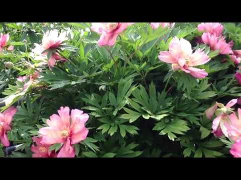 how to replant a single rose