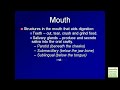 The Digestive System and its functionalities