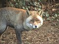British foxes British foxes