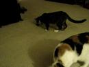 Look What the Cats Dragged In