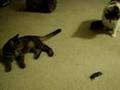 Look What the Cats Dragged In