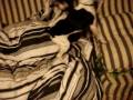 videos de Scoot