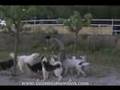 Terapia LSN- Video Final 001