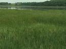 Watchable Wildlife Site - Little Swan Lake/Christopherson Watchable Wildlife Site - Little Swan Lake/Christopherson