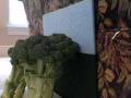 videos de paper pals encounter with magical forest