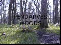 Swans at Pendarves Wood + Treecreeper