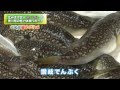 瀬戸内のふぐを食す！