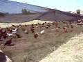 Eatwell Farm Pasture Raised Organic Eggs