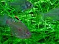 Bleeding Heart Tetra and Glassfish