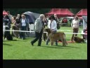 Bialystok Int.Dog Show 2008