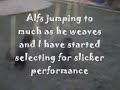 Alf at ten poles 0001