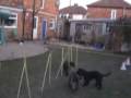 videos de Alf at ten poles 0001