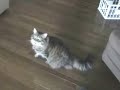 skittles-hates-michael-gambon.html