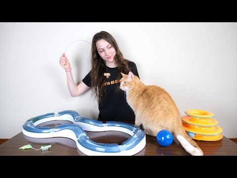 Top 5 Best Cat Toys (We Tested Them All)
