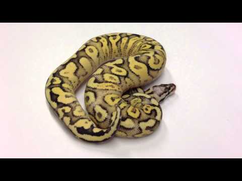 YouTube reptile video