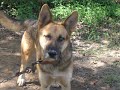 (((ADOPTED)))   Louisiana Pets - DeRidder - Luther - Full Blood German Shepard