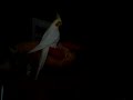 Korella fucks and dances!)))))