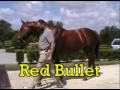 Macho Uno & Red Bullet Thoroughbred race horses Macho Uno & Red Bullet Thoroughbred race horses