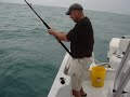 jewfish