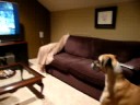 Libby watching The Greatest American Dog