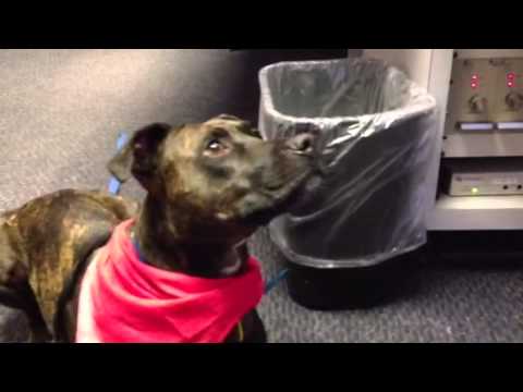 Safe Haven Humane Society Brought Us a Friend! -VIDEO
